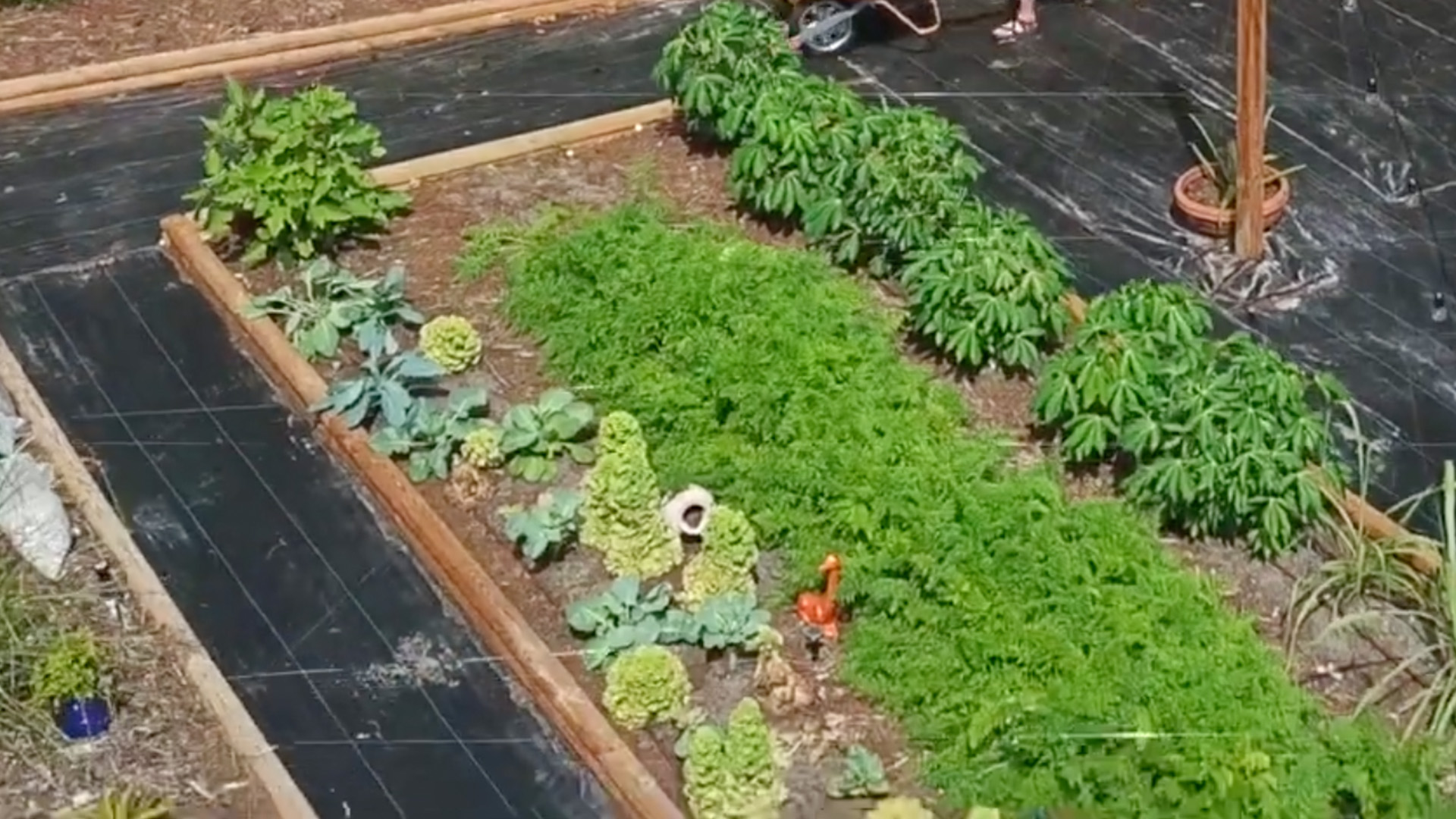 ua-design Edible garden designed by Grow With Root. Wood garden bed.