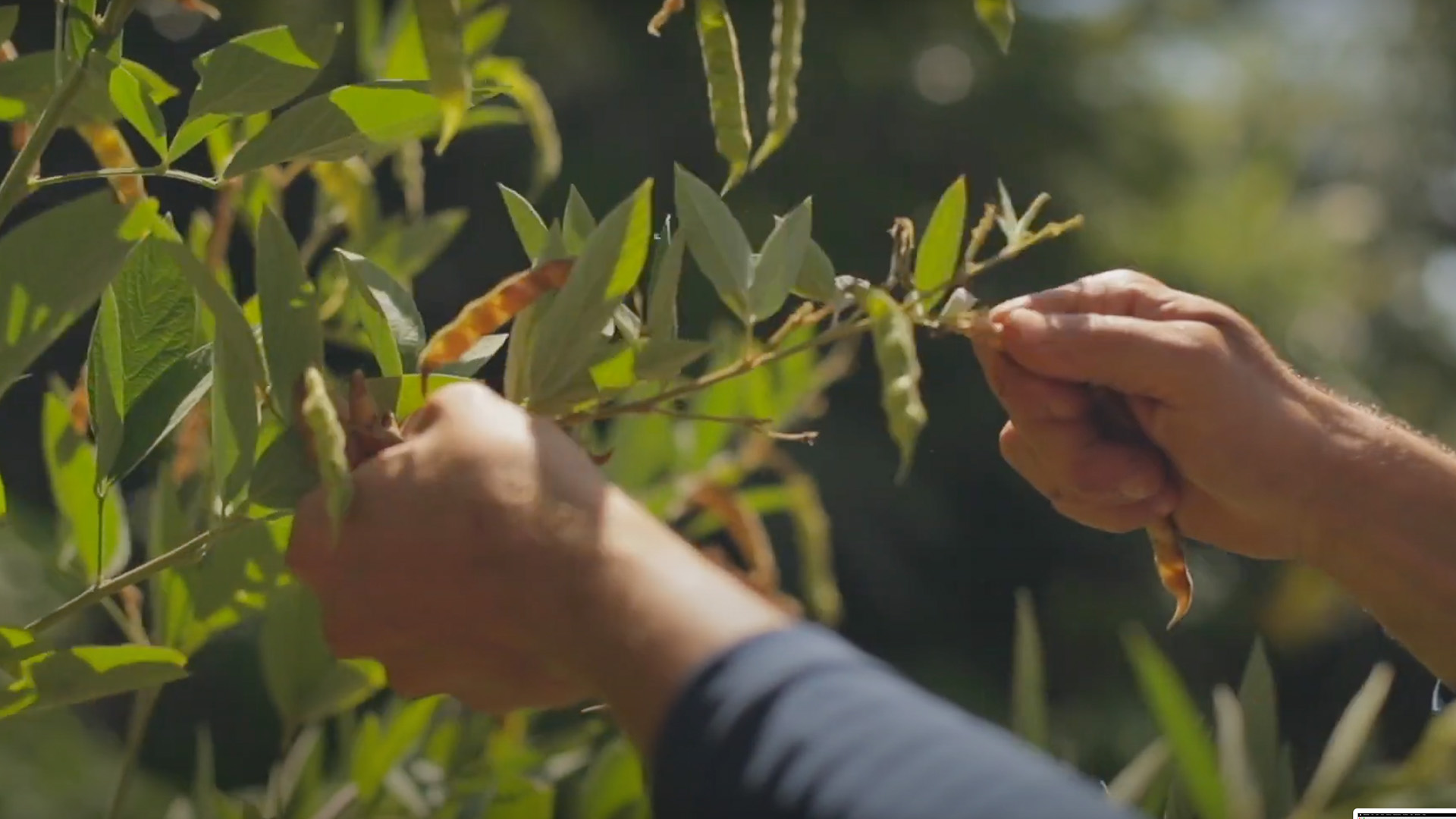 ua-maintenance Plant maintenance by Grow With Root greenthumb