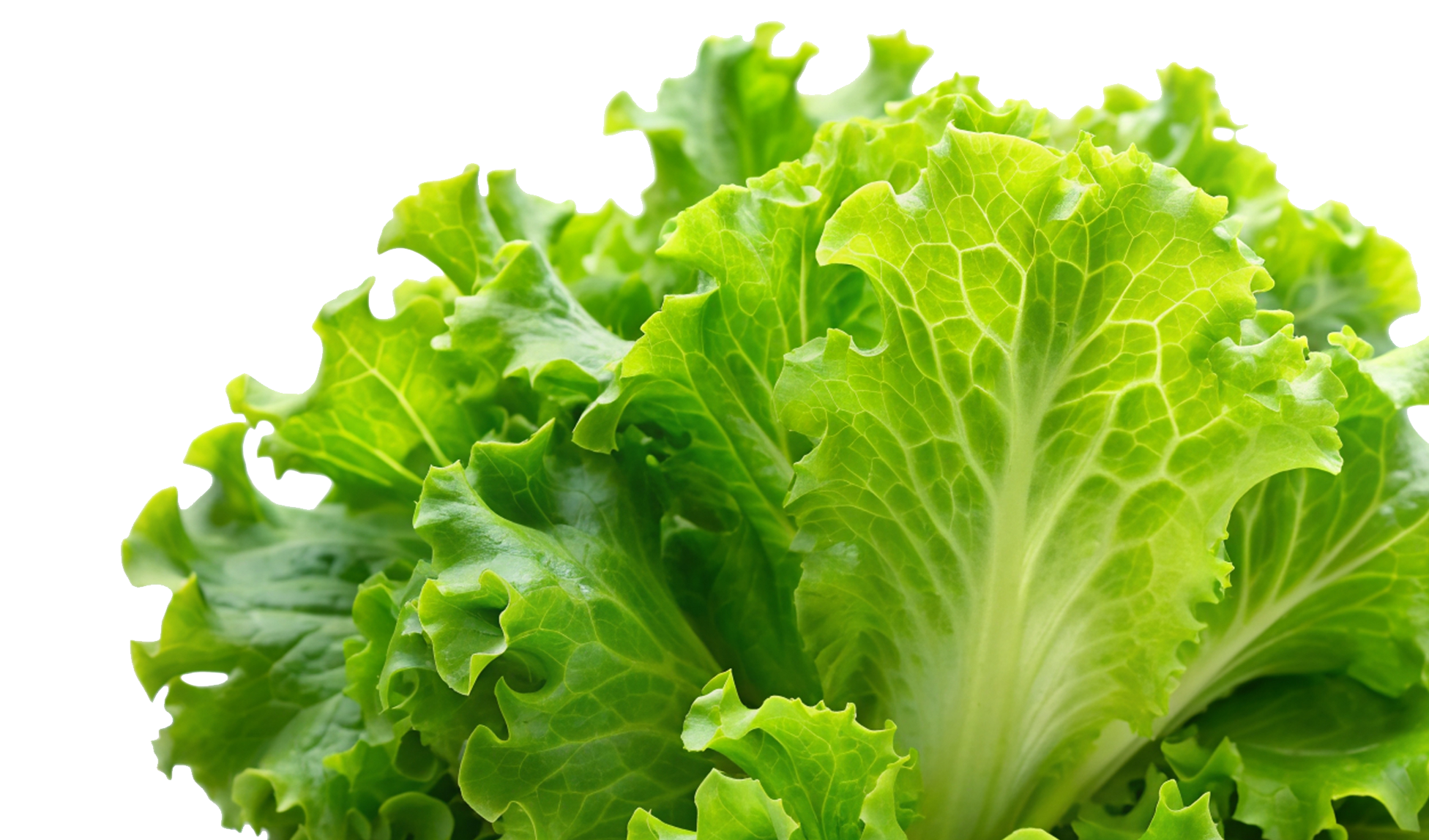 urban-abundance-vegetable-lettuce Lettuce from an Grow With Root edible bed